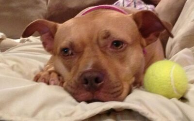 Help Us Save Pitties!!!